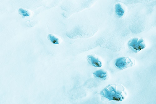 Snowy Animal Footprints Changing Direction (Cyan Tint Photo)