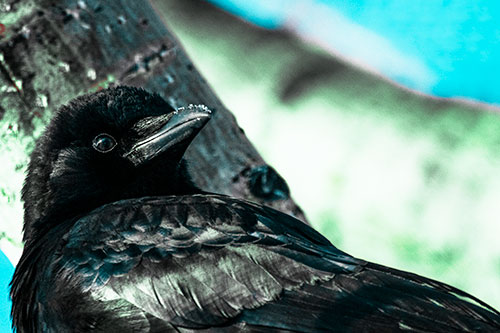 Snowy Beaked Crow Staring Off Into Distance (Cyan Tint Photo)