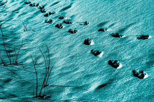 Snowy Footprints Along Dead Branches (Cyan Tint Photo)
