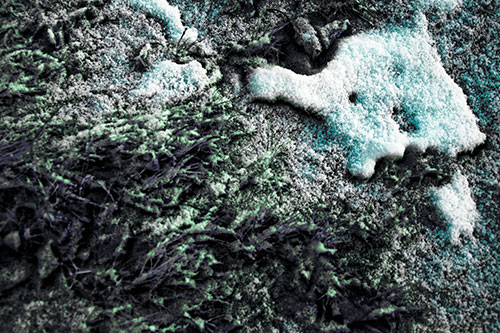 Snowy Grass Forming Demonic Horned Creature (Cyan Tint Photo)