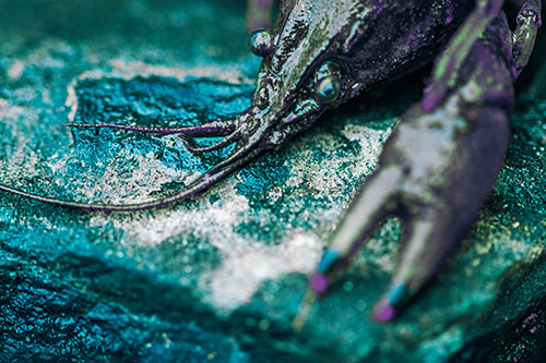 Soaked Crayfish Among Wet Shore Rock (Cyan Tint Photo)