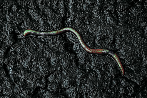 Soaked Earthworm Wiggles Across Wet Pavement (Cyan Tint)