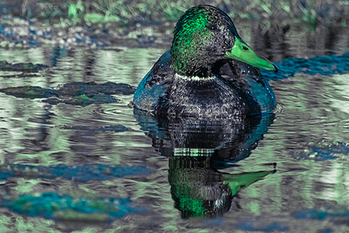 Soaked Mallard Duck Casts Pond Water Reflection (Cyan Tint Photo)