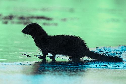 Soaked Mink Contemplates Swimming Across River (Cyan Tint Photo)