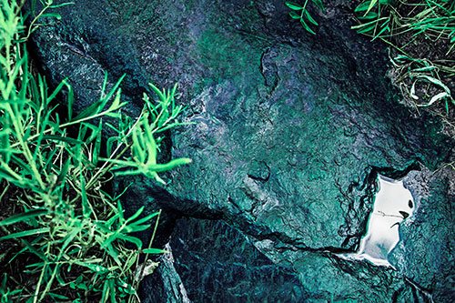 Soaked Puddle Mouthed Rock Face Among Plants (Cyan Tint Photo)
