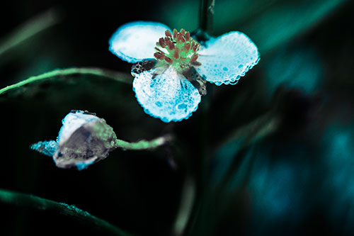 Soaking Wet Frogbit Flower Dew (Cyan Tint Photo)
