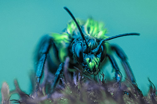 Soaking Wet Honey Bee Standing Atop Blanket Flower (Cyan Tint)