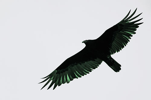 Soaring Turkey Vulture Flying Among Sky (Cyan Tint)