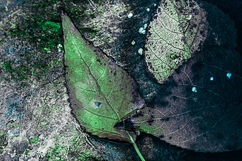 Soggy Cannibal Leaf Face Chewing Another Leaf (Cyan Tint)