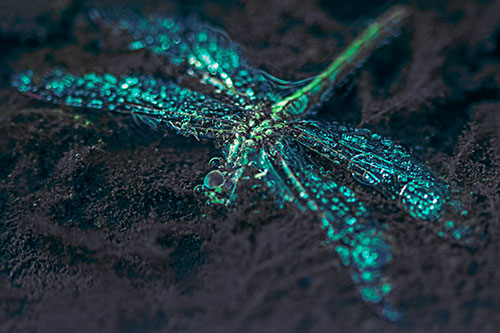 Soggy Dead Dragonfly Floating Atop Algae (Cyan Tint)