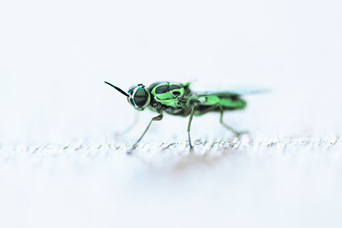 Soldier Fly Standing Still Among Light (Cyan Tint)