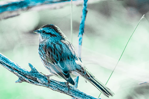 Song Sparrow Overlooking Water Pond (Cyan Tint Photo)
