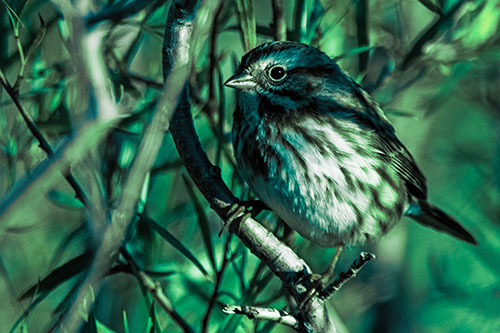 Song Sparrow Perched Along Curvy Tree Branch (Cyan Tint Photo)