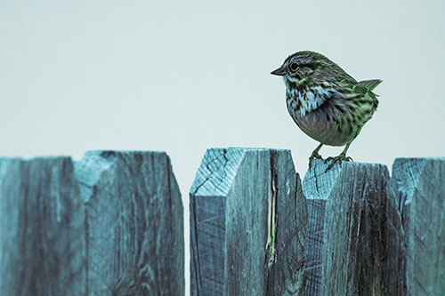 Song Sparrow Standing Atop Wooden Fence (Cyan Tint Photo)