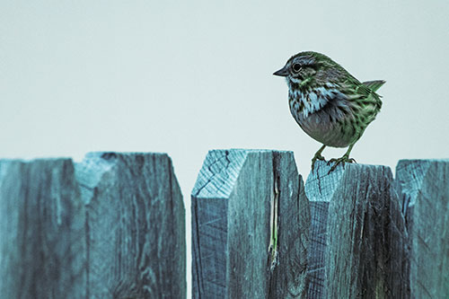 Song Sparrow Standing Atop Wooden Fence (Cyan Tint)