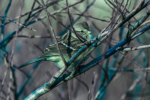 Song Sparrow Watches Sunrise Among Tree Branches (Cyan Tint Photo)