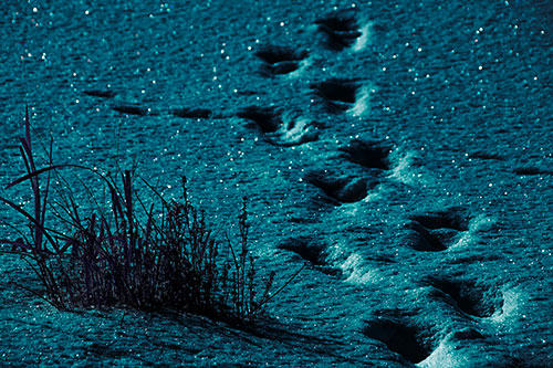 Sparkling Snow Footprints Across Frozen Lake (Cyan Tint Photo)