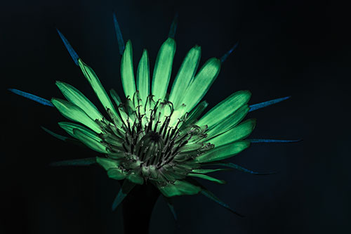 Spiky Salsify Flower Gathering Sunshine (Cyan Tint Photo)