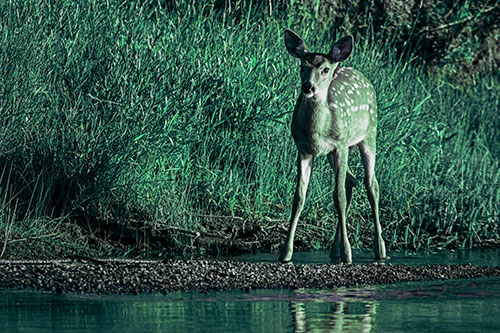 Spotted White Tailed Deer Standing Along River Shoreline (Cyan Tint)