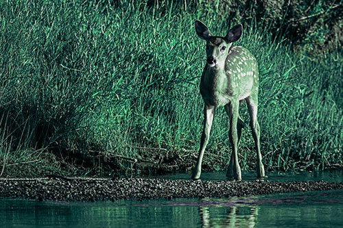 Spotted White Tailed Deer Standing Along River Shoreline (Cyan Tint Photo)