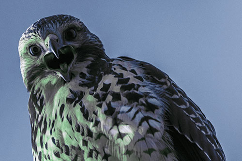 Squawking Red Tailed Hawk Makes Eye Contact (Cyan Tint)