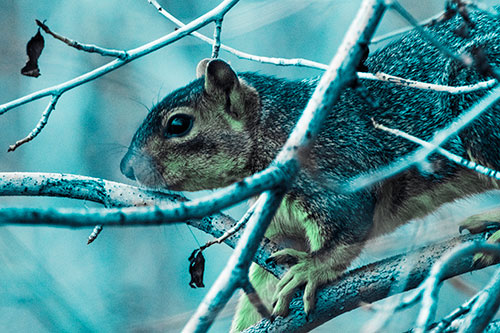 Squirrel Climbing Down From Tree Branches (Cyan Tint Photo)