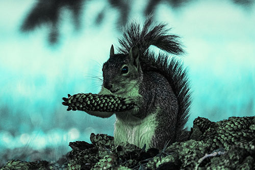 Squirrel Eating Pine Cones (Cyan Tint Photo)