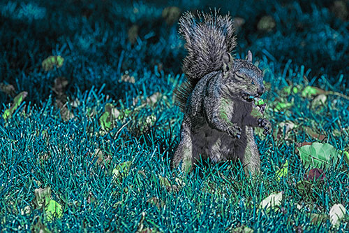 Squirrel Enjoying Breakfast Among Fallen Autumn Leaves (Cyan Tint)