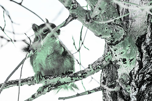 Squirrel Grabbing Chest Atop Two Tree Branches (Cyan Tint Photo)