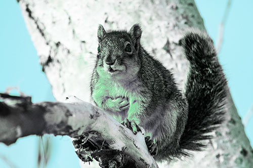 Squirrel Grasping Chest Atop Thick Tree Branch (Cyan Tint Photo)