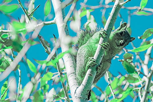 Squirrel Gripping Ahold Of Tree Branch (Cyan Tint)