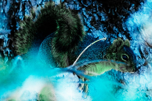 Squirrel Hiding Behind Tree Branches (Cyan Tint Photo)