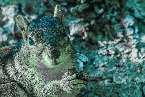 Squirrel Holding Food Atop Tree Branch (Cyan Tint Photo)