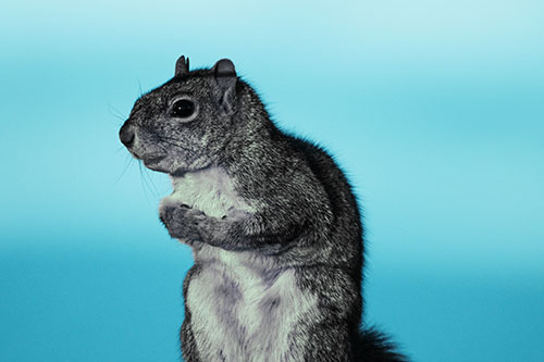 Squirrel Holding Food Tightly Amongst Chest (Cyan Tint Photo)