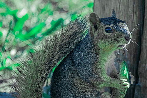 Squirrel Holding Watermelon Slice Glancing Sideways (Cyan Tint)