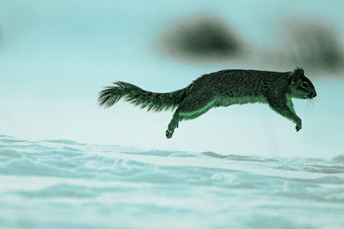 Squirrel Leap Flying Across Snow (Cyan Tint Photo)
