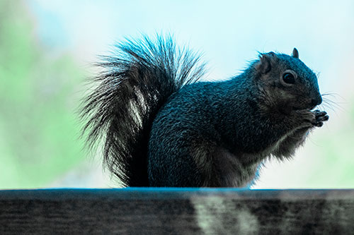 Squirrel Nibbles Breakfast Atop Concrete Skatepark (Cyan Tint)
