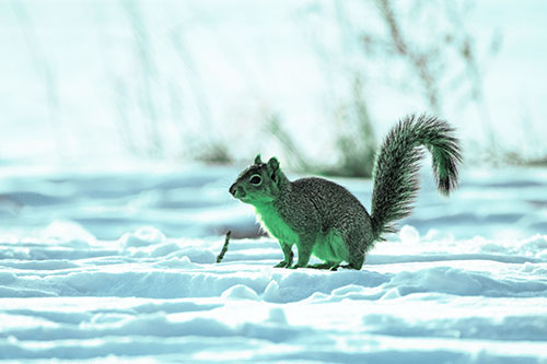 Squirrel Observing Snowy Terrain (Cyan Tint Photo)