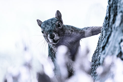Squirrel Peeks Around Tree Base (Cyan Tint Photo)