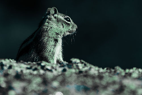 Squirrel Piques Distant Interest (Cyan Tint Photo)
