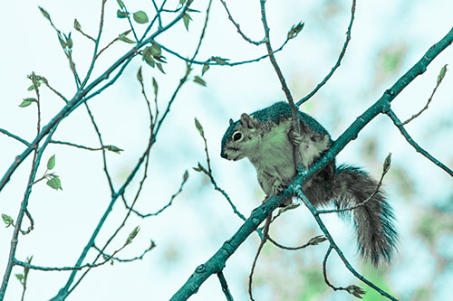 Squirrel Sits Among Sprouting Tree Branches (Cyan Tint)