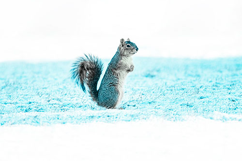 Squirrel Standing On Snowy Patch Of Grass (Cyan Tint Photo)