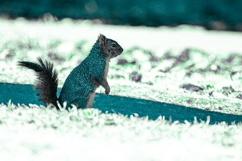 Squirrel Standing Upwards On Hind Legs (Cyan Tint Photo)