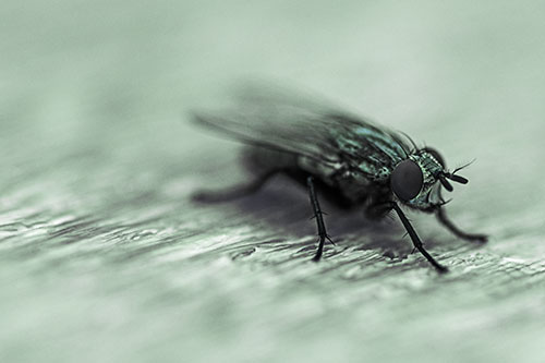 Standing Cluster Fly Resting Atop Wood (Cyan Tint)