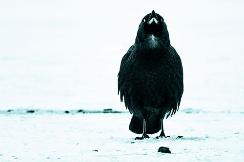 Standing Crow Cawing Loudly (Cyan Tint)