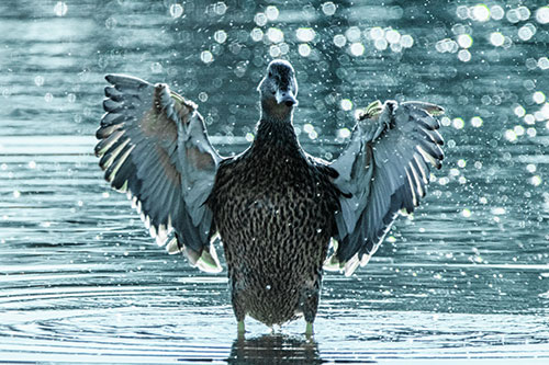 Standing Mallard Duck Flapping Wings Among Shore (Cyan Tint)