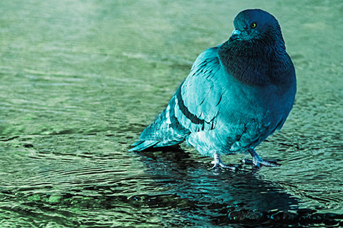 Standing Pigeon Gandering Atop River Water (Cyan Tint)
