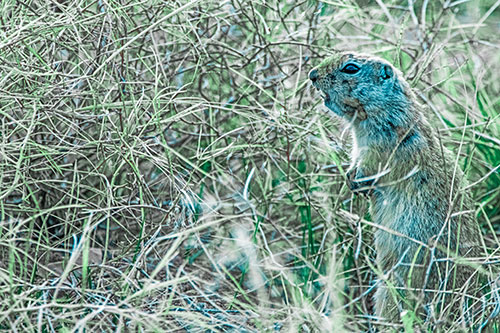 Standing Prairie Dog Snarls Towards Intruders (Cyan Tint Photo)