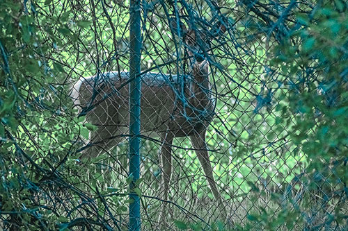 Startled White Tailed Deer Freezes Behind Chain Link Fence (Cyan Tint)