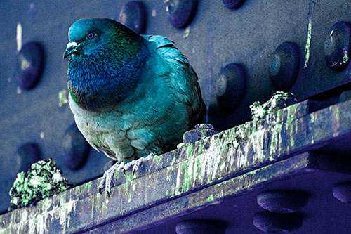 Steel Beam Perched Pigeon Keeping Watch (Cyan Tint Photo)